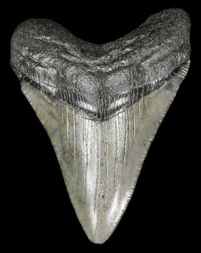 Juvenile Megalodon Tooth - Georgia #61613